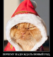 Злобный кот в костюме Санта Клауса