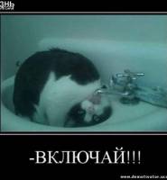 Кот с похмелья