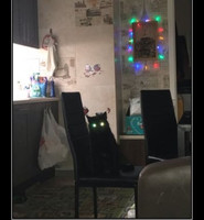 Кот с яркими глазами