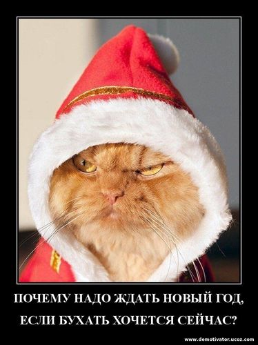Злобный кот в костюме Санта Клауса