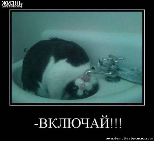 Кот с похмелья