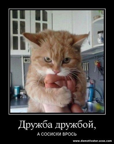 Кот ворует сосиски на кухне