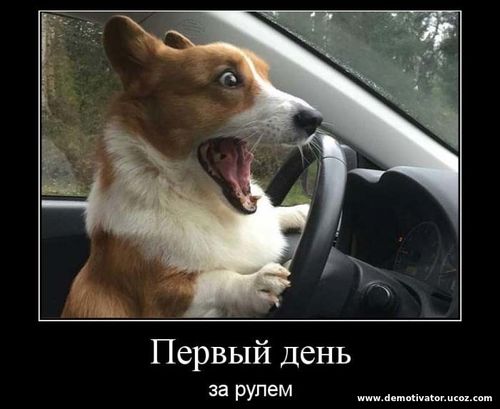 Сучка в автомобиле