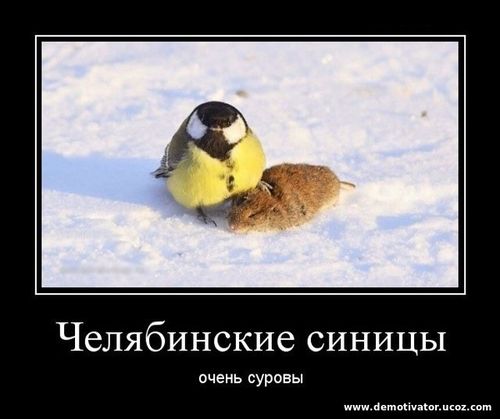 Птичка убивает мышку